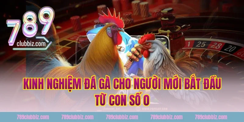 Kinh nghiệm đá gà 789Club cho người mới bắt đầu từ con số 0